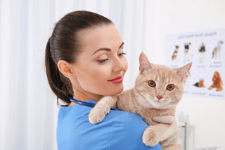 Veterinarian holding a ginger cat in a clinic with a pet anatomy poster in the background.