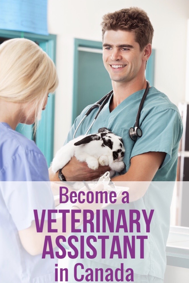 Veterinary Schools Animal Care Courses and Programs